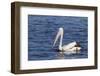 The Australian Pelican Has the Longest Bill of Any Bird in the World-Neil Losin-Framed Photographic Print