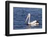 The Australian Pelican Has the Longest Bill of Any Bird in the World-Neil Losin-Framed Photographic Print