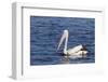 The Australian Pelican Has the Longest Bill of Any Bird in the World-Neil Losin-Framed Photographic Print
