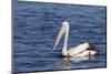 The Australian Pelican Has the Longest Bill of Any Bird in the World-Neil Losin-Mounted Photographic Print