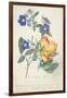 The Austrian Rose, Intertwined Spray of the Two Seperate Species-Georg Dionysius Ehret-Framed Giclee Print