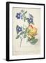 The Austrian Rose, Intertwined Spray of the Two Seperate Species-Georg Dionysius Ehret-Framed Giclee Print