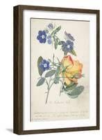 The Austrian Rose, Intertwined Spray of the Two Seperate Species-Georg Dionysius Ehret-Framed Giclee Print