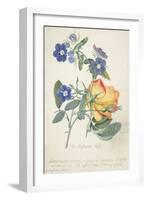 The Austrian Rose, Intertwined Spray of the Two Seperate Species-Georg Dionysius Ehret-Framed Giclee Print