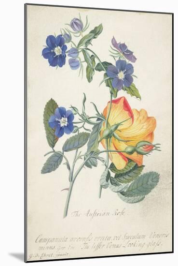 The Austrian Rose, Intertwined Spray of the Two Seperate Species-Georg Dionysius Ehret-Mounted Giclee Print