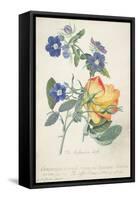 The Austrian Rose, Intertwined Spray of the Two Seperate Species-Georg Dionysius Ehret-Framed Stretched Canvas