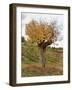 The Autumn Guardian-Dorothy Berry-Lound-Framed Giclee Print