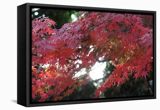 The Autumnal Leaves Which Shine Crimson-Ryuji Adachi-Framed Stretched Canvas