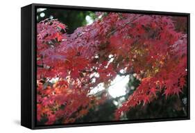 The Autumnal Leaves Which Shine Crimson-Ryuji Adachi-Framed Stretched Canvas