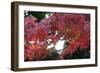 The Autumnal Leaves Which Shine Crimson-Ryuji Adachi-Framed Premium Photographic Print