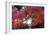 The Autumnal Leaves Which Shine Crimson-Ryuji Adachi-Framed Premium Photographic Print