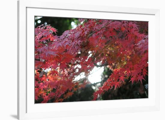 The Autumnal Leaves Which Shine Crimson-Ryuji Adachi-Framed Photographic Print