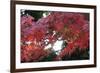 The Autumnal Leaves Which Shine Crimson-Ryuji Adachi-Framed Photographic Print