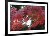 The Autumnal Leaves Which Shine Crimson-Ryuji Adachi-Framed Photographic Print