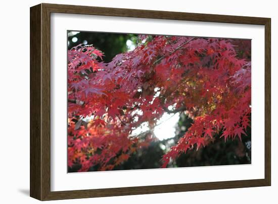 The Autumnal Leaves Which Shine Crimson-Ryuji Adachi-Framed Photographic Print