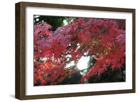 The Autumnal Leaves Which Shine Crimson-Ryuji Adachi-Framed Photographic Print