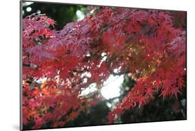The Autumnal Leaves Which Shine Crimson-Ryuji Adachi-Mounted Photographic Print