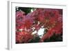 The Autumnal Leaves Which Shine Crimson-Ryuji Adachi-Framed Photographic Print
