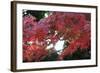 The Autumnal Leaves Which Shine Crimson-Ryuji Adachi-Framed Photographic Print