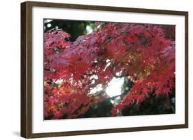 The Autumnal Leaves Which Shine Crimson-Ryuji Adachi-Framed Photographic Print