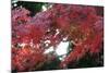 The Autumnal Leaves Which Shine Crimson-Ryuji Adachi-Mounted Photographic Print