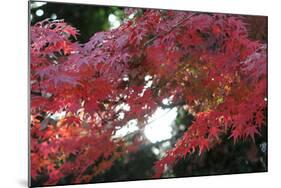 The Autumnal Leaves Which Shine Crimson-Ryuji Adachi-Mounted Photographic Print