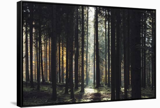 The autumnal Teutoburg Forest with sunlight.-Nadja Jacke-Framed Stretched Canvas