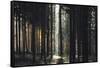 The autumnal Teutoburg Forest with sunlight.-Nadja Jacke-Framed Stretched Canvas