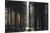 The autumnal Teutoburg Forest with sunlight.-Nadja Jacke-Stretched Canvas