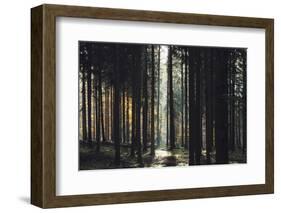 The autumnal Teutoburg Forest with sunlight.-Nadja Jacke-Framed Photographic Print