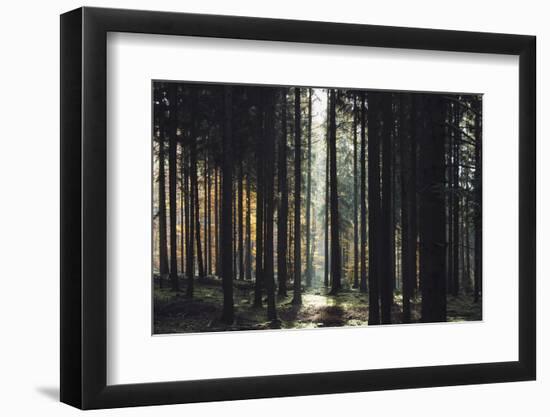 The autumnal Teutoburg Forest with sunlight.-Nadja Jacke-Framed Photographic Print