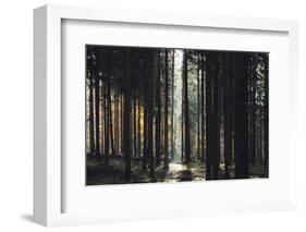 The autumnal Teutoburg Forest with sunlight.-Nadja Jacke-Framed Photographic Print