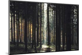 The autumnal Teutoburg Forest with sunlight.-Nadja Jacke-Mounted Photographic Print