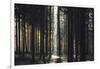 The autumnal Teutoburg Forest with sunlight.-Nadja Jacke-Framed Photographic Print