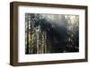 The autumnal Teutoburg Forest with sunlight.-Nadja Jacke-Framed Photographic Print