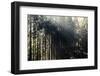 The autumnal Teutoburg Forest with sunlight.-Nadja Jacke-Framed Photographic Print