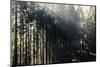 The autumnal Teutoburg Forest with sunlight.-Nadja Jacke-Mounted Photographic Print