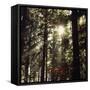 The autumnal Teutoburg Forest with sunlight.-Nadja Jacke-Framed Stretched Canvas