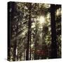 The autumnal Teutoburg Forest with sunlight.-Nadja Jacke-Stretched Canvas