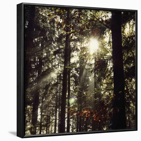 The autumnal Teutoburg Forest with sunlight.-Nadja Jacke-Framed Photographic Print