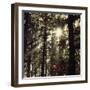 The autumnal Teutoburg Forest with sunlight.-Nadja Jacke-Framed Photographic Print