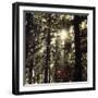 The autumnal Teutoburg Forest with sunlight.-Nadja Jacke-Framed Photographic Print