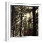 The autumnal Teutoburg Forest with sunlight.-Nadja Jacke-Framed Photographic Print