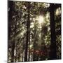 The autumnal Teutoburg Forest with sunlight.-Nadja Jacke-Mounted Photographic Print