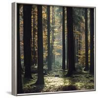 The autumnal Teutoburg Forest with sunlight.-Nadja Jacke-Framed Photographic Print