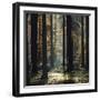 The autumnal Teutoburg Forest with sunlight.-Nadja Jacke-Framed Photographic Print