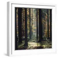 The autumnal Teutoburg Forest with sunlight.-Nadja Jacke-Framed Photographic Print