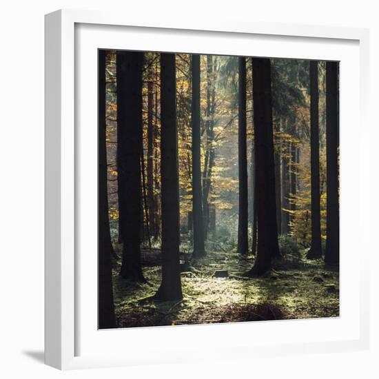 The autumnal Teutoburg Forest with sunlight.-Nadja Jacke-Framed Photographic Print