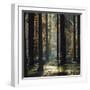 The autumnal Teutoburg Forest with sunlight.-Nadja Jacke-Framed Photographic Print