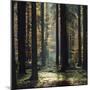 The autumnal Teutoburg Forest with sunlight.-Nadja Jacke-Mounted Photographic Print